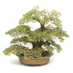 bonsai di gemme olivina peridoto