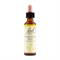 N°7 - CHESTNUT BUD - FIORI DI BACH Bach original flower