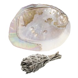 salvia bianca e conchiglia di madreperla