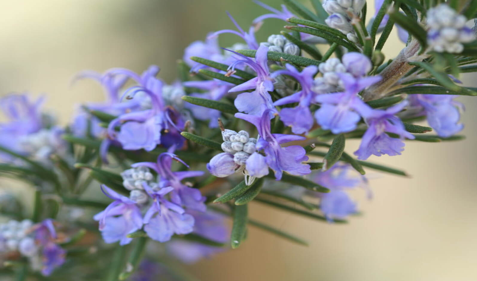 Fiori di Rosmarino