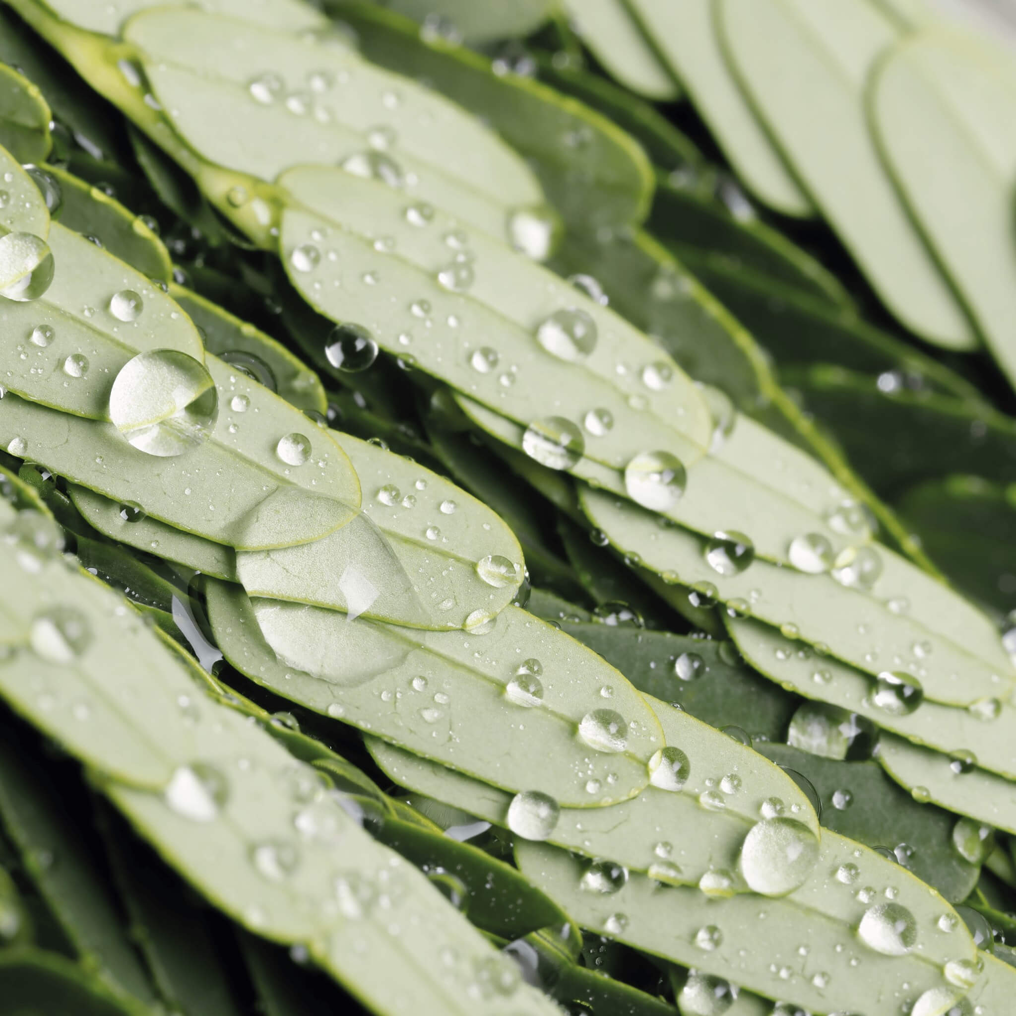 Aloe e acqua