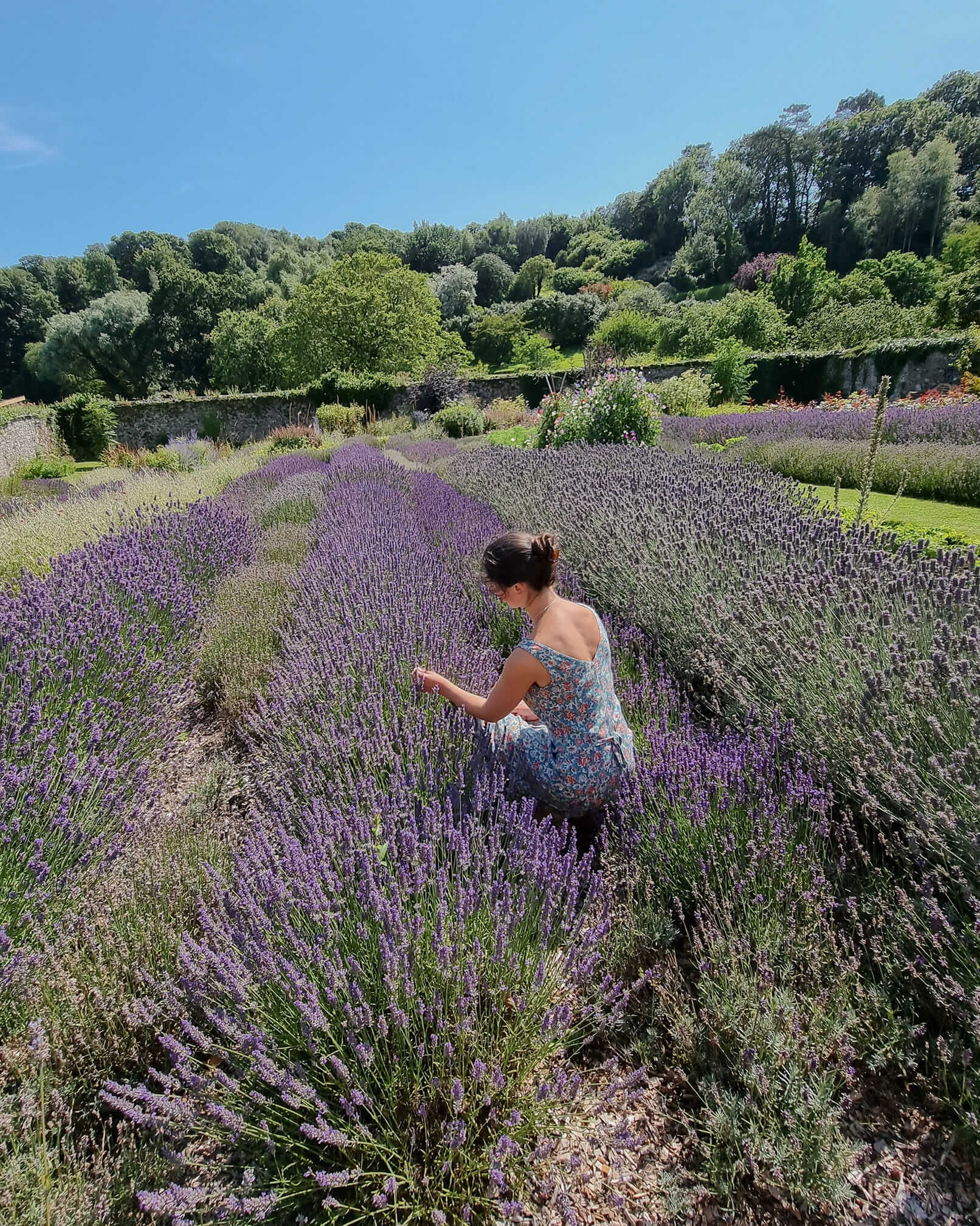 Campo di Lavanda Kobashi